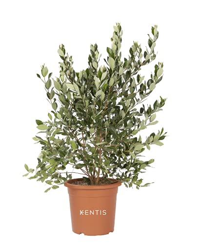 KENTIS - Feijoa Acca Sellowiana – Immergrüne Ananas-Guave – Winterharte Pflanzen für Garten – Hoch 100-120 cm Topf Ø 24 cm von Kentis