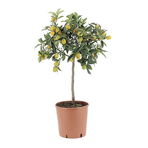 KENTIS – Fortunella Margarita Echte Kumquat Pflanze - Chinesische Mandarine - Hoch 70-80 cm Topf Ø 20 cm von Kentis