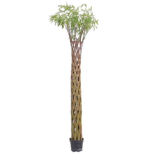 KENTIS - Geflochtene Weide Salix - Kältebeständige Outdoor-Pflanze Echte Winterharte Pflanzen für Garten Ziergartenpflanze - H 190-200 cm Topf Ø 24 cm von Kentis