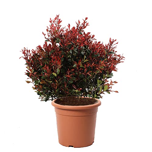 KENTIS - Glanzmispeln Photinia Little Red Robin - Kugelpflanze - Winterharte Pflanzen für Garten - Hoch 70-80 cm Topf Ø 30 cm von Kentis