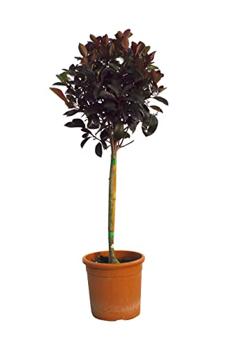 KENTIS - Glanzmispeln Photinia × Fraseri Red Robin – Winterharte Pflanzen für Garten - Heckenpflanzen - Minifass Hoch 80-100 cm Topf Ø 22 cm) von Kentis