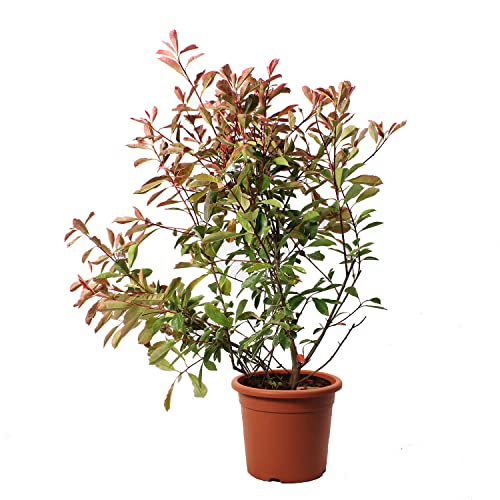 KENTIS - Glanzmispeln Photinie Pink Marble - Echte Heckenpflanze - Winterharte Pflanzen für Garten – Hoch 100-125 cm Topf Ø 24 cm KENTIS - Glanzmispeln Photinie Pink Marble - Echte Heckenpflanze - Winterharte Pflanzen für Garten – Hoch 100-125 cm Topf Ø 24 cm von Kentis