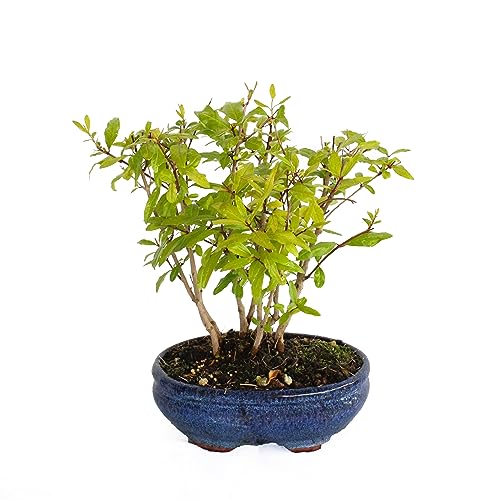 KENTIS - Granatapfel Bonsai - Punica Granatum Bonsai - Echter Bonsai Baum - Handgemachte Keramikvase - Hoch 30/35 cm Topf Ø 15 cm von Kentis