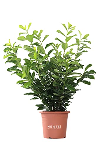 KENTIS - Kirschlorbeer Pflanzen - Prunus Laurocerasus Novita – Winterharte Pflanzen für Garten – Aussenpflanze - Hoch 80-100 cm Topf Ø 24 cm von Kentis