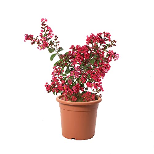 KENTIS - Lagerstroemia Indica Rote - Blühende Plfanzen - Echte Pflanzen für Garten - Balkon Pflanze - Heckenpflanze – Hoch 60-80 cm Topf Ø 24 cm von Kentis