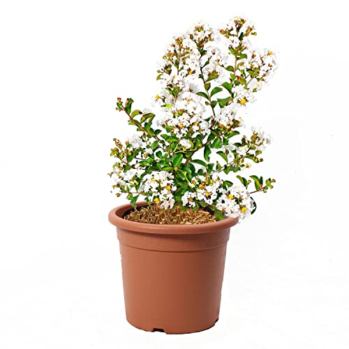 KENTIS - Lagerstroemia Indica Weiße - Blühende Plfanzen - Echte Pflanzen für Garten - Balkon Pflanze - Heckenpflanze - Hoch 60-80 cm Topf Ø 24 cm von Kentis