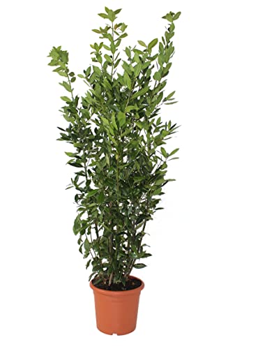KENTIS - Laurus Nobilis Lorbeer Pflanze - Immergrüne Echte Aussenpflanzen – Hoch 125-150 cm Topf Ø 24 cm von Kentis