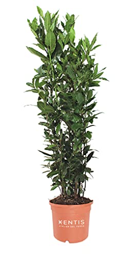 KENTIS - Laurus Nobilis Lorbeer Pflanze - Immergrüne Echte Aussenpflanzen – Hoch 60-80 cm Topf Ø 18 cm von Kentis