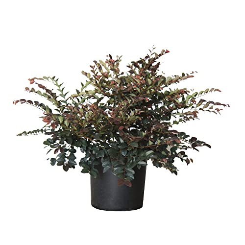 KENTIS - Loropetalum Chinensis Fire Dance – Riemenblüte - Winterharte Pflanzen für Garten – Hoch 60-70 cm Topf Ø 24 cm von Kentis