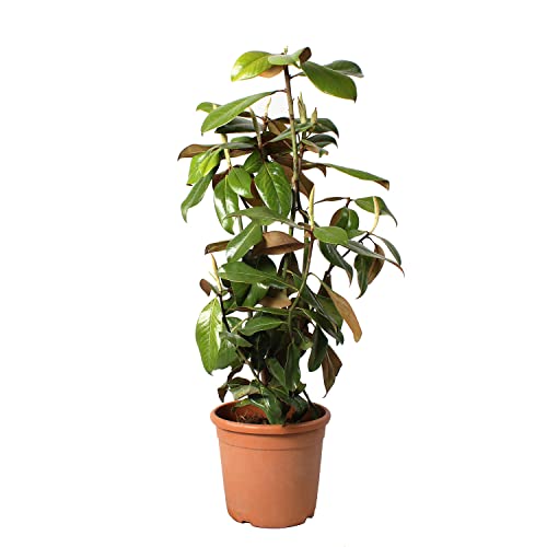 KENTIS - Magnolia Grandiflora Gallisoniensis - Blume Magnolie - Echte Winterharte Pflanzen für Garten - Heckenpflanze - Hoch 80-100 cm Topf Ø 24 cm von Kentis