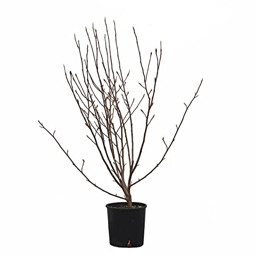 KENTIS - Magnolia x Soulangeana - Blühende Magnolie - Echte Pflanzen für Garten - Echte Balkon Pflanze - Heckenpflanze - H 100-125 cm Vaso Ø 30 cm von Kentis