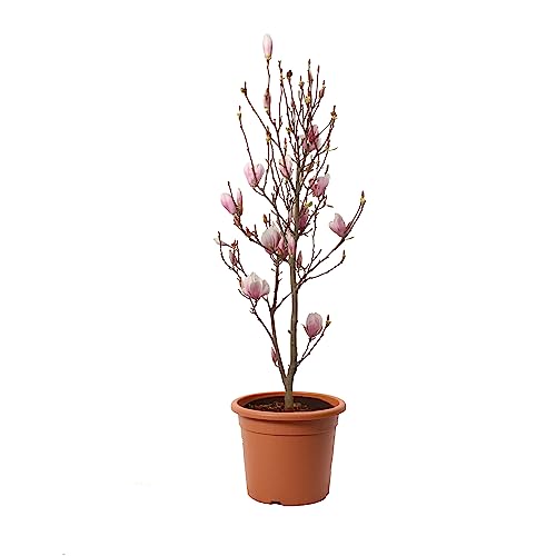 KENTIS - Magnolia x Soulangeana - Blühende Magnolie - Echte Pflanzen für Garten - Echte Balkon Pflanze - Heckenpflanze - H 60-80 cm Vaso Ø 24 cm von Kentis