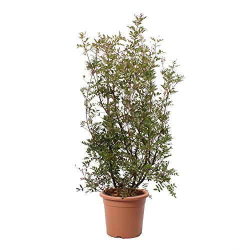 KENTIS - Mastixstrauch - Pistacia Lentiscus Wilde Pistazie - Winterharte Pflanzen für Garten (Topf Ø 24 cm) von Kentis