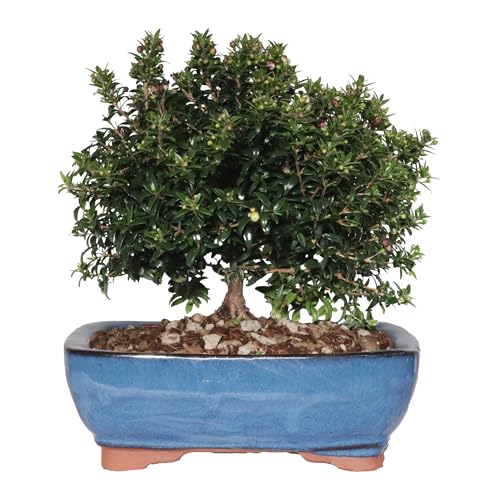 KENTIS - Myrte Bonsai - Myrtus Communis Bonsai - Echte Pflanzen für den Außenbereich - Bonsai Baum - Hoch 23-30 cm Keramiktopf Ø 21 cm von Kentis