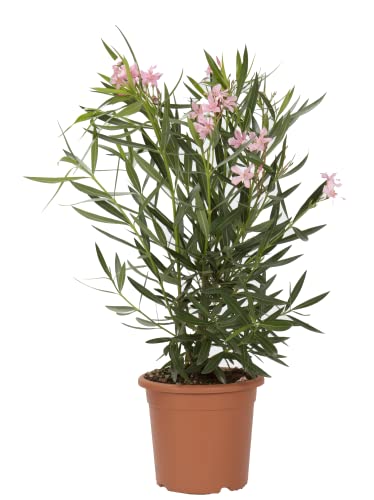 KENTIS - Nerium Oleander Pinke - Oleander – Winterharte Pflanzen für Garten - Heckenpflanzen – Hoch 125-150 cm Topf Ø 30 cm von Kentis