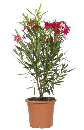 KENTIS - Nerium Oleander Rot - Orleander – Winterharte Pflanzen für Garten - Heckenpflanzen – Hoch 125-150 cm Topf Ø 30 cm von Kentis