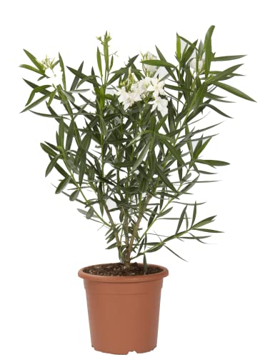 KENTIS - Nerium Oleander Weiß - Orleander – Winterharte Pflanzen für Garten - Heckenpflanzen – Hoch 125-150 cm Topf Ø 30 cm von Kentis