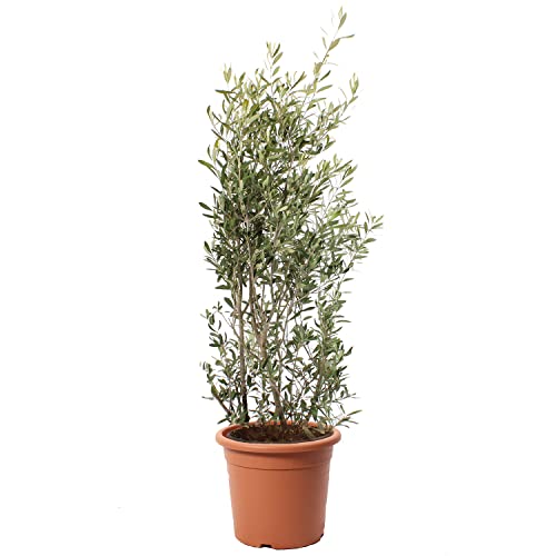 KENTIS - Olivenbaum - Olea Europea - Europäischer Ölbaum Echte Pflanze für Garten Freilandpflanze - Hoch 125-150 cm Topf Ø 30 cm von Kentis