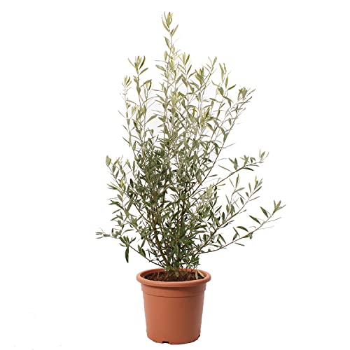 KENTIS - Olivenbaum - Olea Europea - Europäischer Ölbaum Echte Pflanze für Garten Freilandpflanze - Hoch 80-100 cm Topf Ø 24 cm von Kentis