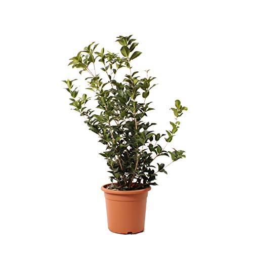 KENTIS - Osmanthus Aquifolium - Echte Winterharte Pflanzen für Garten - Balkon Pflanze - Heckenpflanze - Hoch 80-100 Topf Ø 24 cm von Kentis