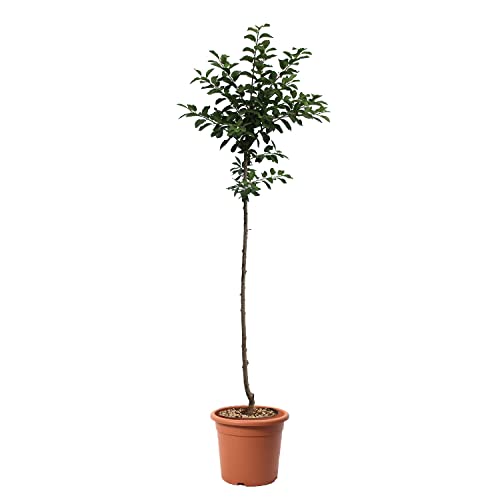 KENTIS – Pflaume Pflanzen – Plum Mirabelle de Nancy – Echte Outdoor Pflanzen – Garten Obstbaum – Obstpflanzen – Topf Ø 24 cm von Kentis