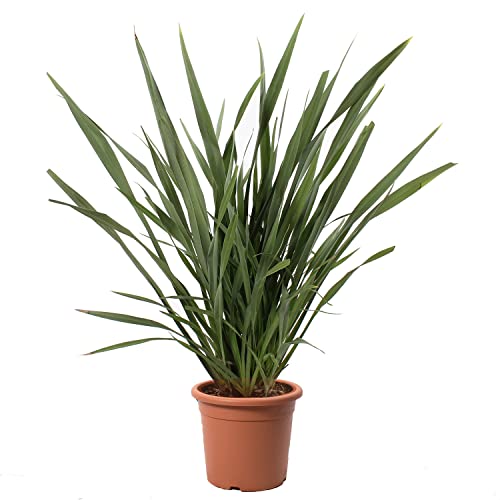 KENTIS - Phormium Tenax - Echte immergrüne Outdoor-Pflanzen - Winterharte Gartenpflanzen - H 125/150 cm Vaso Ø 30 cm KENTIS - Phormium Tenax - Echte immergrüne Outdoor-Pflanzen - Winterharte Gartenpflanzen - H 125/150 cm Vaso Ø 30 cm von Kentis