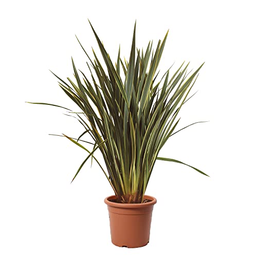 KENTIS - Phormium Tenax Variegatum – Neuseelandflachs – Winterharte Pflanzen für Garten - Hoch 125-150 cm Topf Ø 30 cm von Kentis
