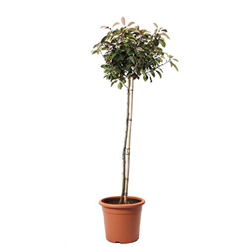 KENTIS - Glanzmispeln Photinia × Fraseri Red Robin – Winterharte Pflanzen für Garten - Heckenpflanzen - 1/2 Stiel Hoch 125-150 cm Ø 30 cm von Kentis