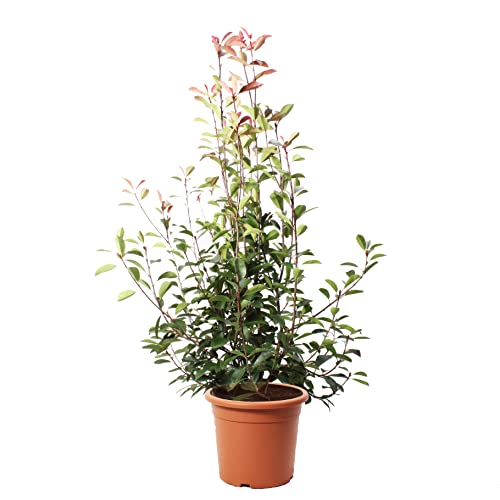 KENTIS - Glanzmispeln Photinia × Fraseri Red Robin – Winterharte Pflanzen für Garten - Heckenpflanzen - Hoch 150-175 cm Topf Ø 30 cm von Kentis