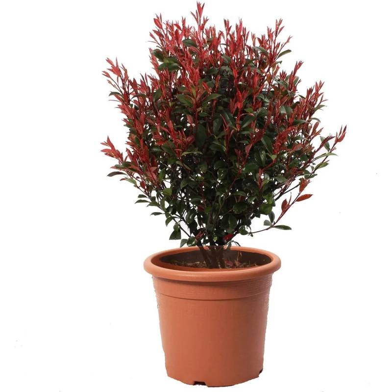 KENTIS Photinia x Fraseri Robusta Compacta Sphere H 70/80 cm Topf Ø 30 cm von Kentis