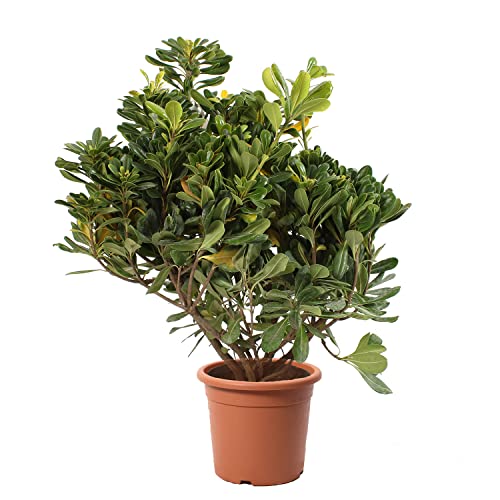 KENTIS - Pittosporum Tobira – Immergrüne Echte Heckenpflanze – Aussenpflanze – Hoch 40-50 cm Topf Ø 18 cm von Kentis