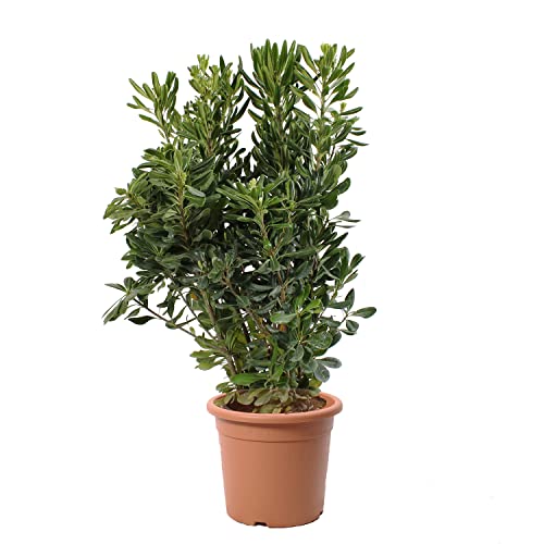 KENTIS - Pittosporum Tobira – Immergrüne Echte Heckenpflanze – Aussenpflanze - Hoch 80-100 cm Topf Ø 24 cm von Kentis