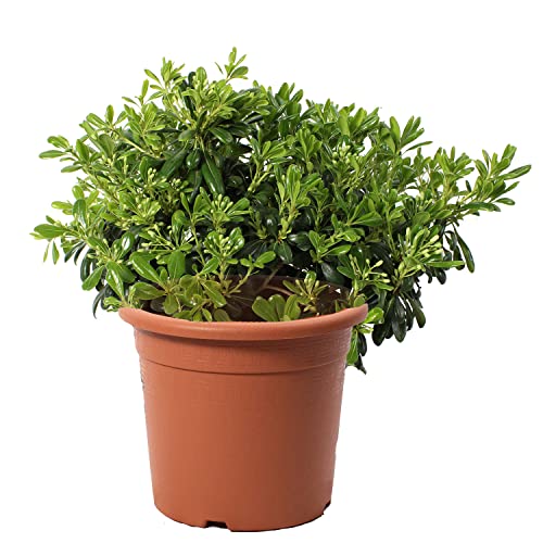 KENTIS - Pittosporum Tobira Nanum - Zwergpittosporum - Immergrüne Gartenpflanze - Echte Pflanzen für Garten (Topf Ø 24 cm mit Jute) von Kentis
