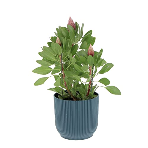 KENTIS - Protea 'Little Prince' - Protea-Blütenpflanze - Echte Outdoor-Gartenpflanzen - H 50-60 cm Topf Ø 17 cm von Kentis