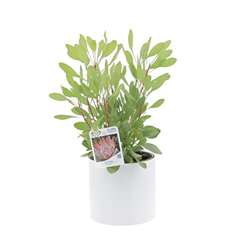 KENTIS - Protea Pink King - Protea-Blütenpflanze - Echte Outdoor-Gartenpflanzen - H 40-50 cm Topf Ø 17 cm von Kentis