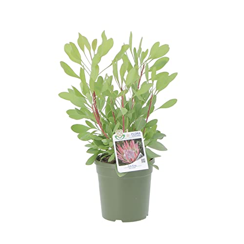 KENTIS - Protea Pink King - Protea-Blütenpflanze - Echte Outdoor-Gartenpflanzen - H 40-50 cm Topf Ø 17 cm von Kentis