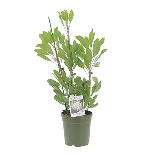 KENTIS - Protea White King - Protea-Blütenpflanze - Echte Outdoor-Gartenpflanzen - Blühende Balkonpflanze - H 50-60 cm Topf Ø 17 cm von Kentis