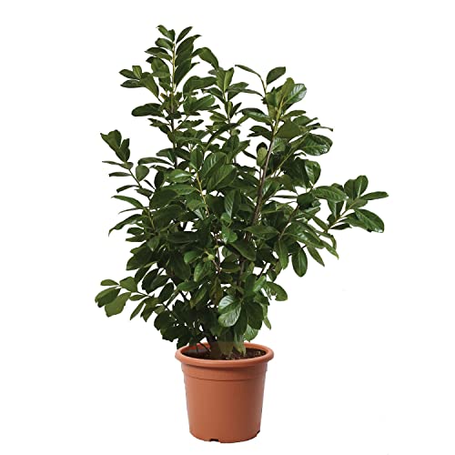 KENTIS - Kirschlorbeer Pflanzen - Prunus Laurocerasus Novita – Winterharte Pflanzen für Garten – Aussenpflanze - Hoch 125-150 cm Topf Ø 30 cm von Kentis