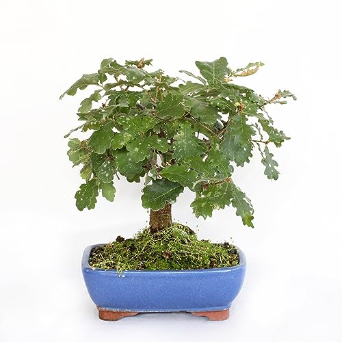 KENTIS - Quercus Pubescens Bonsai - Flaumeiche Bonsai Baum - Eiche - Echte Außenpflanzen - Outdoor Pflanze - Hoch 20-30 cm Keramiktopf Ø 21 cm von Kentis