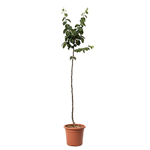 KENTIS – Quittenbaum – Quitten Pflanzen – Echte Outdoor Pflanzen – Garten Obstbaum – Obstpflanzen – Topf Ø 28 cm KENTIS – Quittenbaum – Quitten Pflanzen – Echte Outdoor Pflanzen – Garten Obstbaum – Obstpflanzen – Topf Ø 28 cm von Kentis