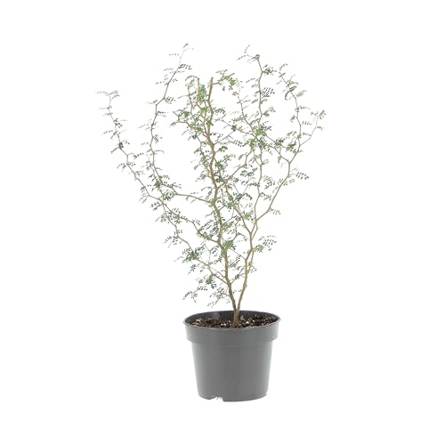KENTIS - Sophora Prostrata Little Baby - Kältebeständige Pflanze für den Außenbereich - Gartenbalkon-Terrassenpflanze - H 35-45 cm Topf Ø 12 cm von Kentis