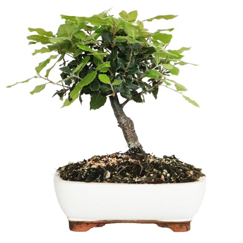 KENTIS - Steineichen-Bonsai - Quercus Ilex - Echter Eichen-Bonsai - Widerstandsfähige dekorative echte Pflanzen für den Außenbereich - H 25-35 cm Keramiktopf Ø 21 cm von Kentis