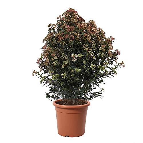 KENTIS - Viburnum Tinus Eve Price – Winterharte Pflanzen für Garten - Heckenpflanzen - Hoch 100-125 cm Topf Ø 30 cm von Kentis