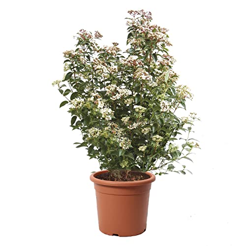 KENTIS - Viburnum Tinus Eve Price – Winterharte Pflanzen für Garten - Heckenpflanzen – Hoch 60-80 cm Topf Ø 24 cm von Kentis