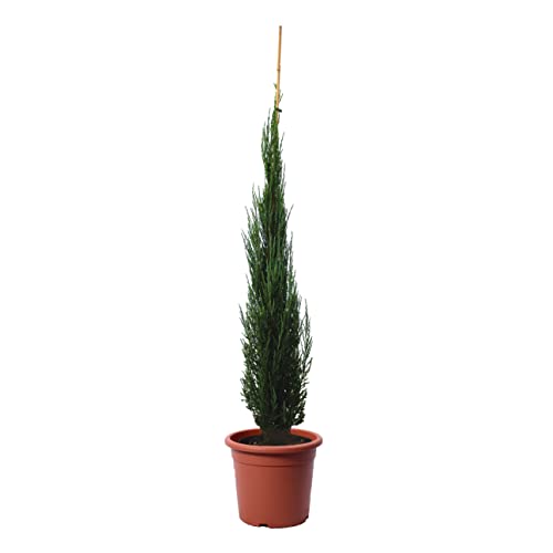 KENTIS - Wacholder Pflanze - Juniperus Virginiana Blue Arrow - Echte Winterharte Pflanzen für Garten - Heckenpflanze - Hoch 125/150 cm Topf Ø 24 cm von Kentis