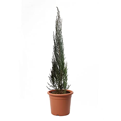 KENTIS - Wacholder Pflanze - Juniperus Virginiana Blue Arrow - Echte Winterharte Pflanzen für Garten - Heckenpflanze - Hoch 60/80 cm Topf Ø 18 cm von Kentis