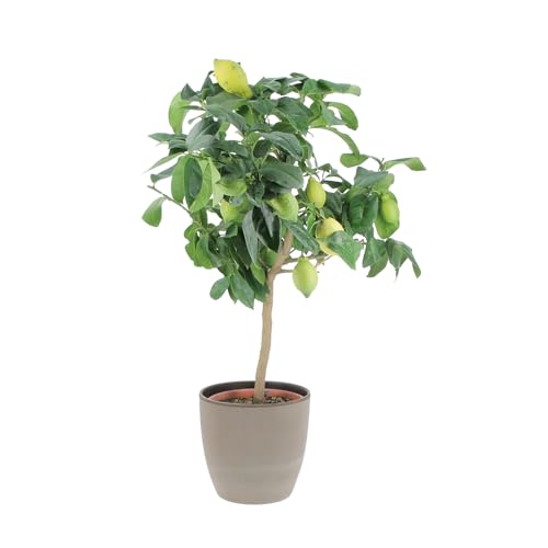KENTIS - Zitronenbaum - Citrus Limon - Echte Outdoor-Obstpflanzen - Balkon-Zitruspflanzen - H 70-80 cm Topf Ø 20 cm KENTIS - Zitronenbaum - Citrus Limon - Echte Outdoor-Obstpflanzen - Balkon-Zitruspflanzen - H 70-80 cm Topf Ø 20 cm von Kentis