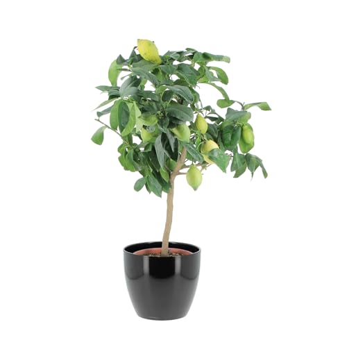 KENTIS - Zitronenbaum - Citrus Limon - Echte Outdoor-Obstpflanzen - Balkon-Zitruspflanzen - H 70-80 cm Topf Ø 20 cm KENTIS - Zitronenbaum - Citrus Limon - Echte Outdoor-Obstpflanzen - Balkon-Zitruspflanzen - H 70-80 cm Topf Ø 20 cm von Kentis