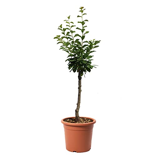 KENTIS – Zwerg Pflaumenbaum – Plum – Echte Outdoor Pflanzen – Garten Obstbaum – Obstpflanzen – Topf Ø 24 cm von Kentis