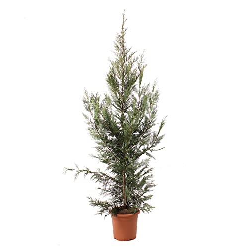 KENTIS - Zypressen Echte Pflanzen Winterhart - Cupressocyparis Leylandii Heckenpflanzen - Hoch 150-175 cm Topf Ø 24 cm von Kentis